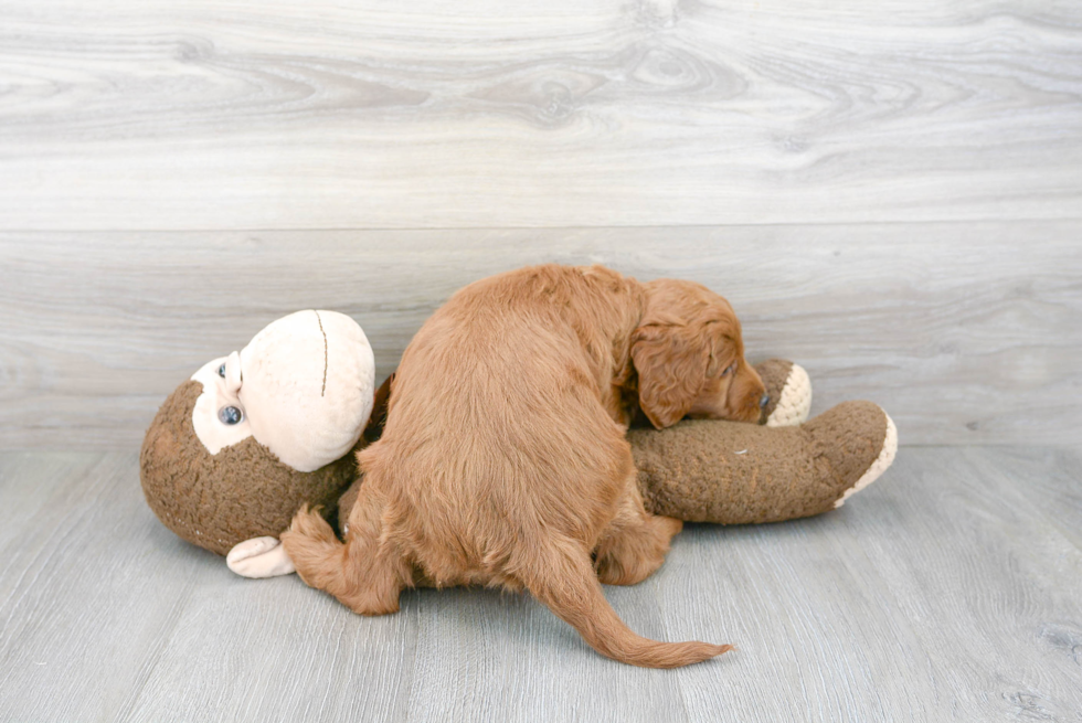 Little Golden Retriever Poodle Mix Puppy