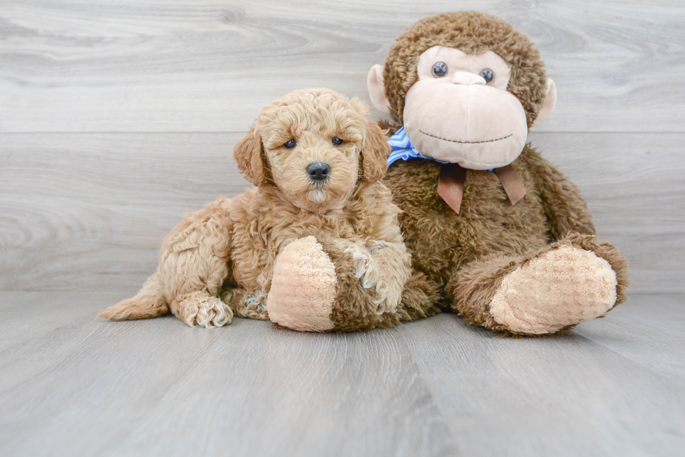 Mini Goldendoodle Puppy for Adoption