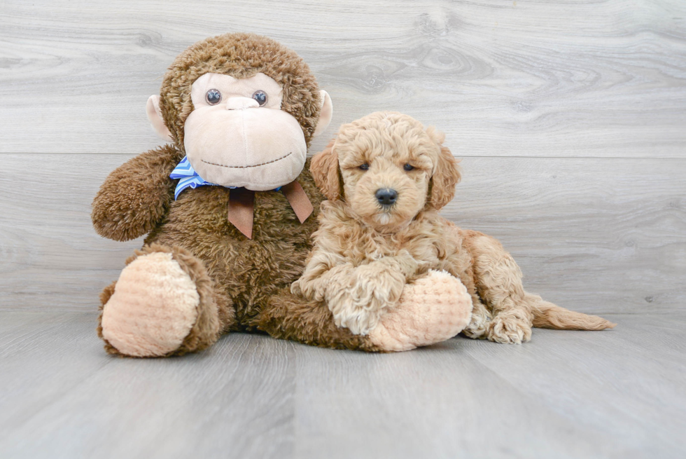 Adorable Golden Retriever Poodle Mix Puppy