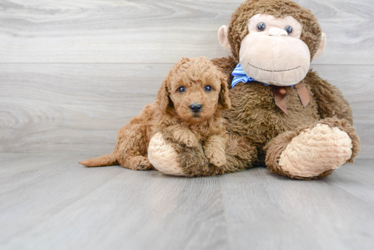 Mini Goldendoodle Pup Being Cute