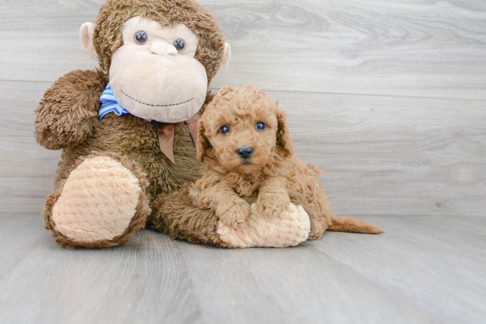 Sweet Mini Goldendoodle Baby