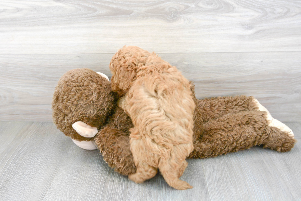 Playful Golden Retriever Poodle Mix Puppy