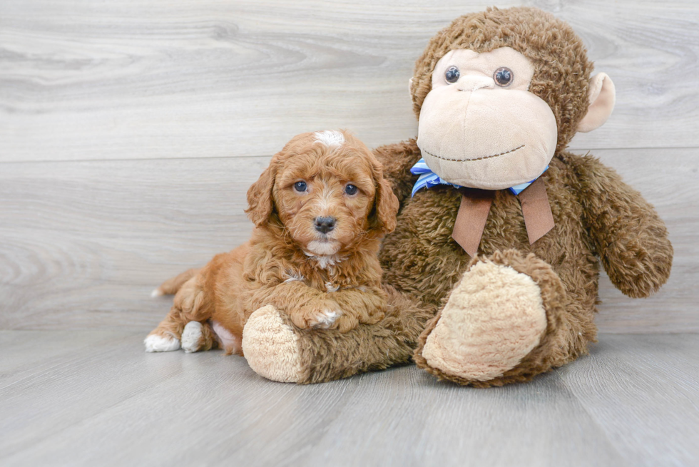 Small Mini Goldendoodle Baby