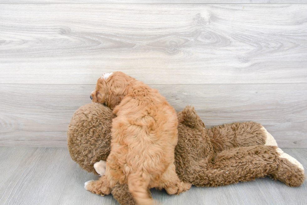 Mini Goldendoodle Pup Being Cute