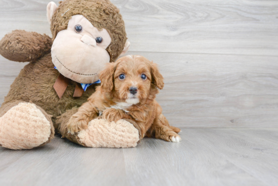 Mini Goldendoodle Puppy for Adoption