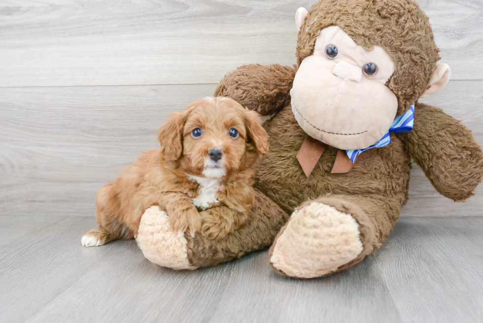 Mini Goldendoodle Puppy for Adoption