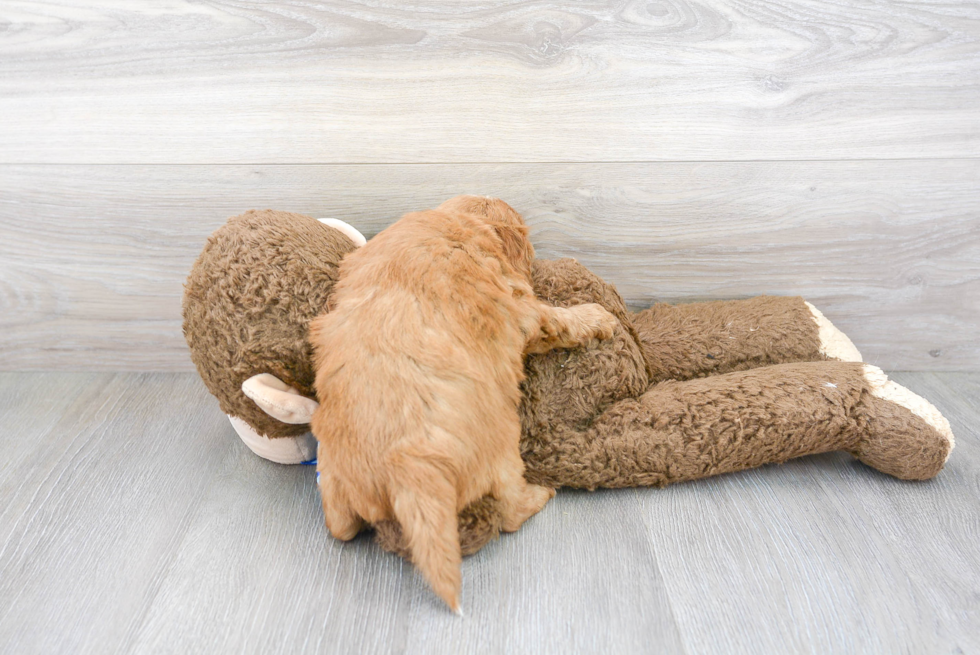 Adorable Golden Retriever Poodle Mix Puppy