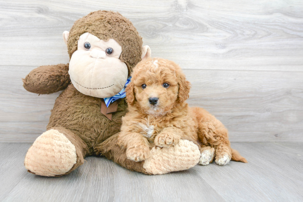 Smart Mini Goldendoodle Poodle Mix Pup