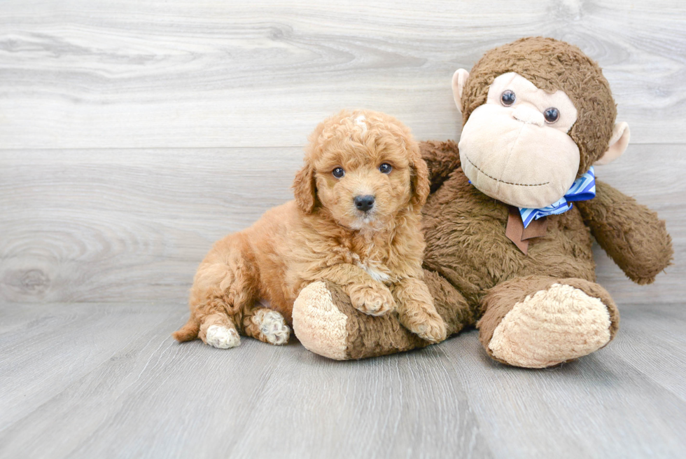 Best Mini Goldendoodle Baby