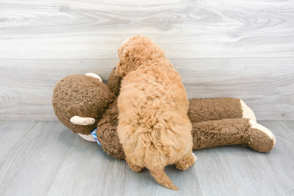 Energetic Golden Retriever Poodle Mix Puppy