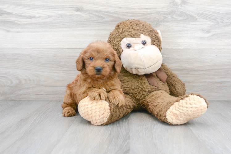 Cute Mini Goldendoodle Baby