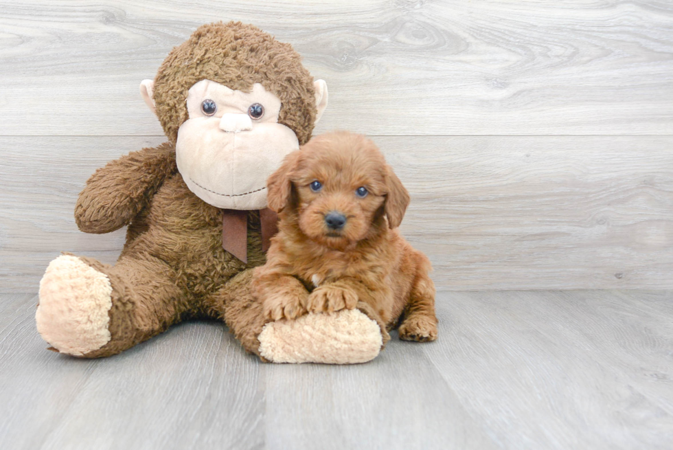 Best Mini Goldendoodle Baby