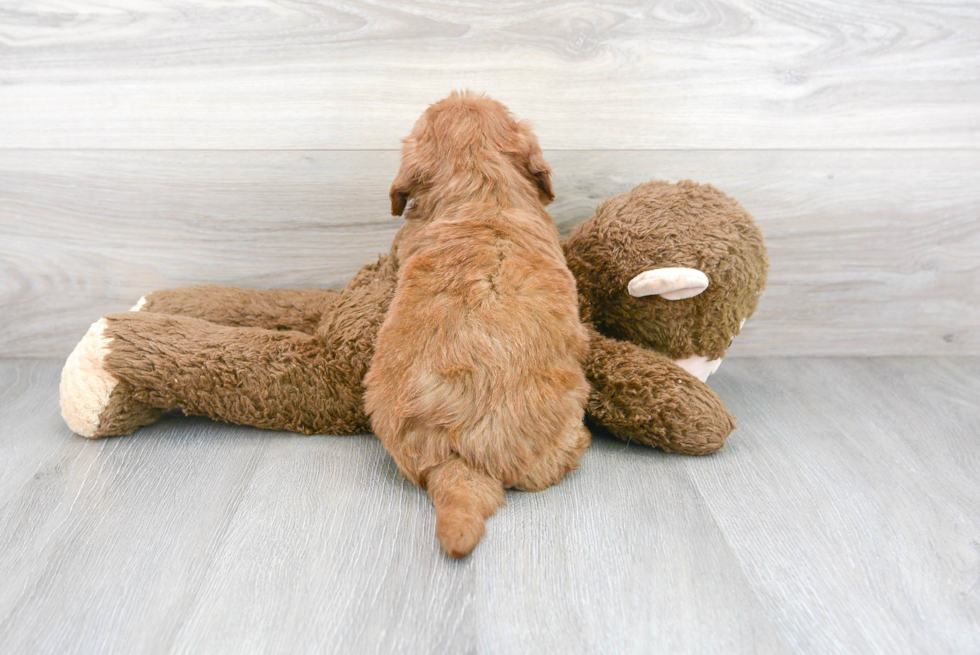 Cute Mini Goldendoodle Poodle Mix Pup