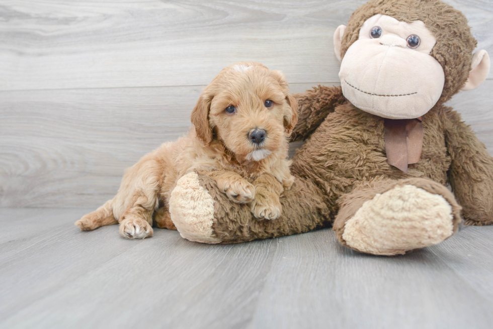 Cute Mini Goldendoodle Baby