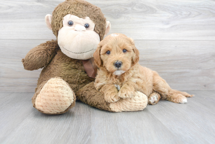 Small Mini Goldendoodle Baby