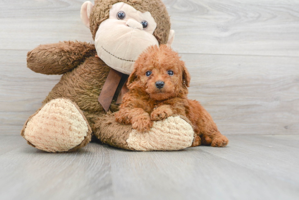 Mini Goldendoodle Pup Being Cute