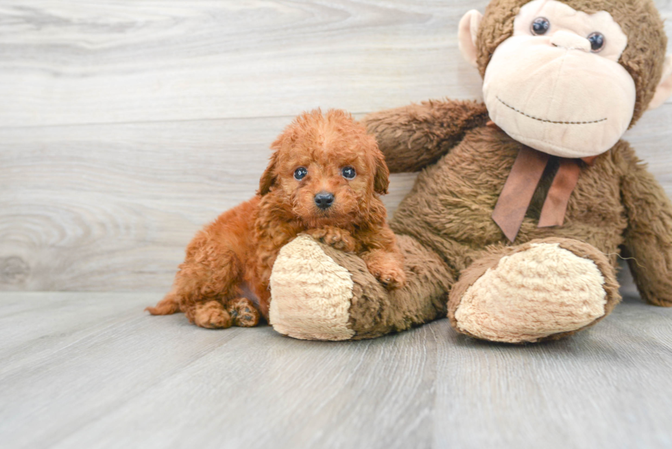 Mini Goldendoodle Puppy for Adoption