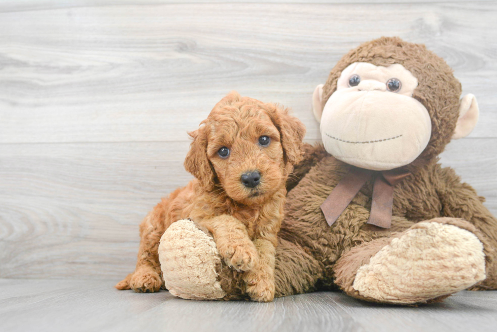 Little Golden Retriever Poodle Mix Puppy