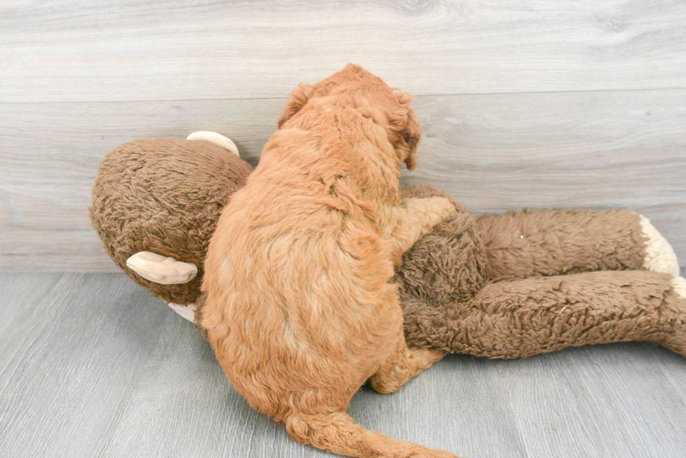 Energetic Golden Retriever Poodle Mix Puppy