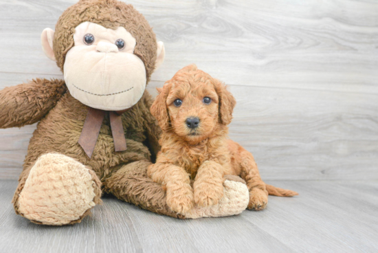 Happy Mini Goldendoodle Baby