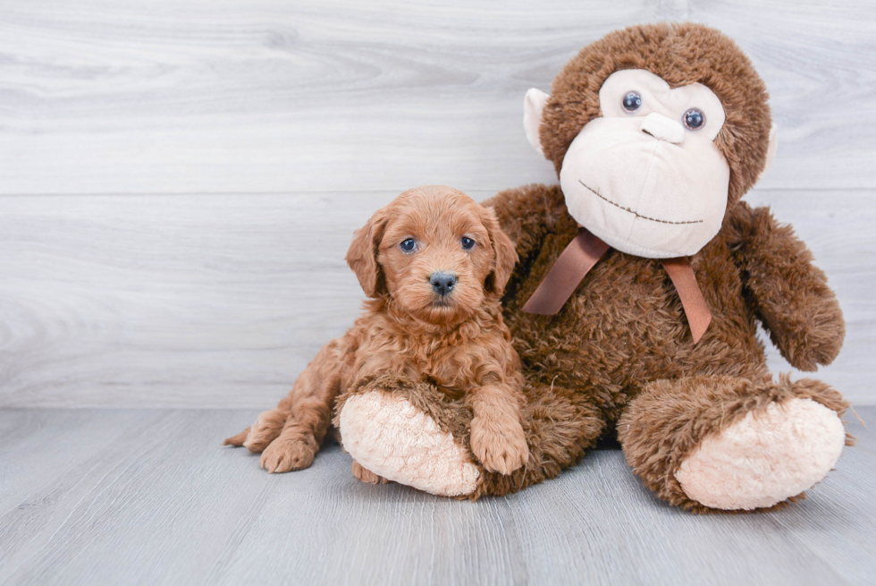 Mini Goldendoodle Puppy for Adoption