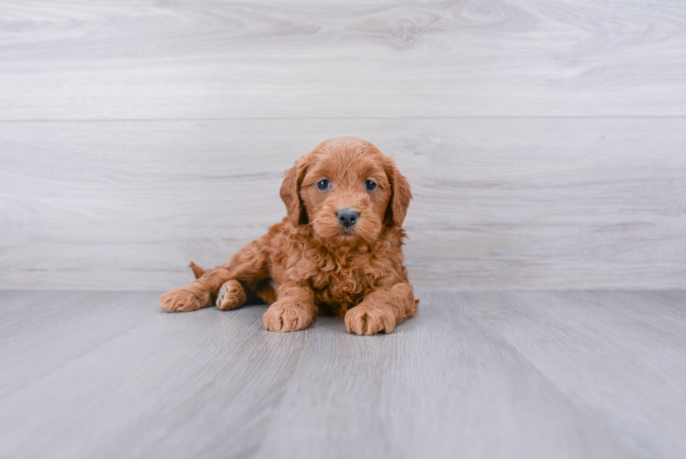 Mini Goldendoodle Puppy for Adoption