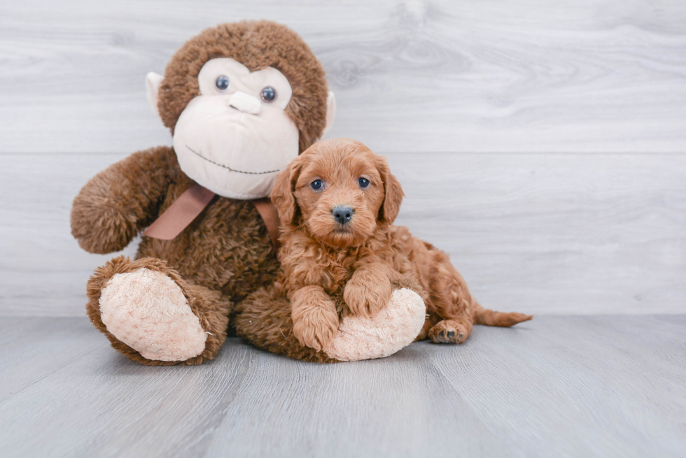 Mini Goldendoodle Puppy for Adoption