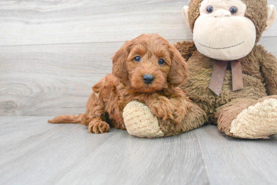 Best Mini Goldendoodle Baby