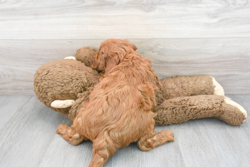 Mini Goldendoodle Puppy for Adoption