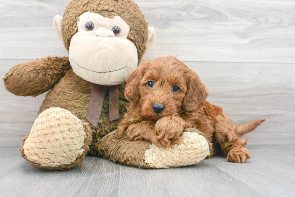 Sweet Mini Goldendoodle Baby