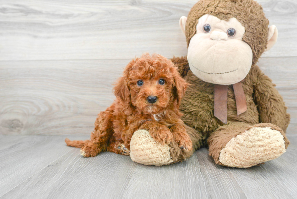 Friendly Mini Goldendoodle Baby