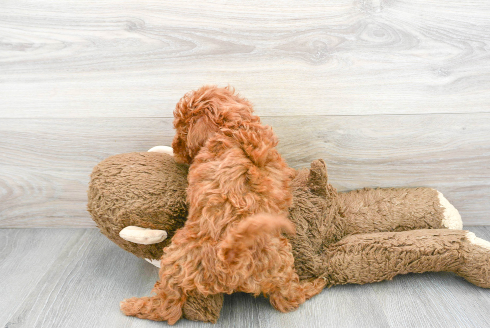 Small Mini Goldendoodle Baby