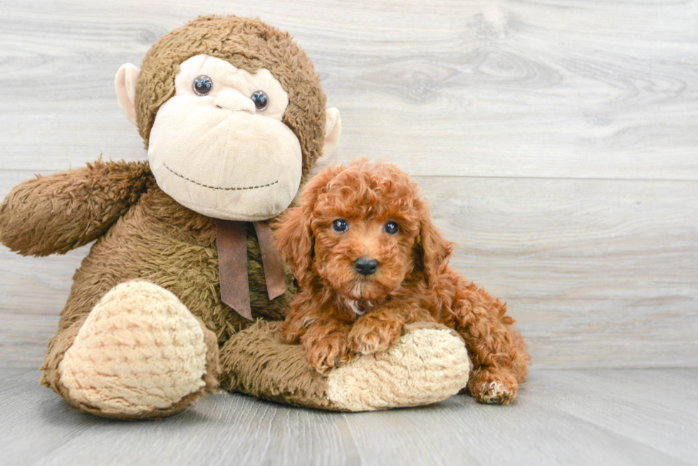 Best Mini Goldendoodle Baby