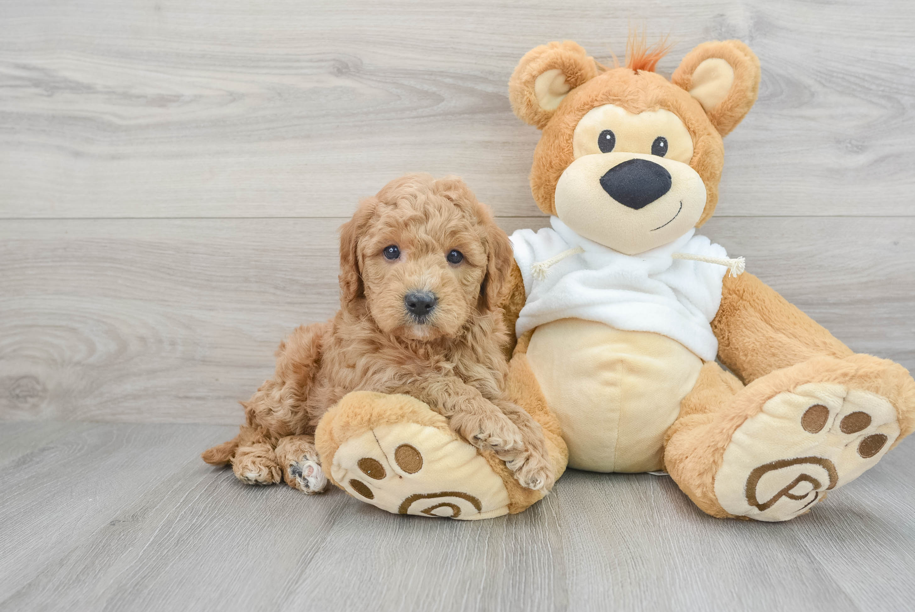 Funny Mini Goldendoodle Poodle Mix Pup