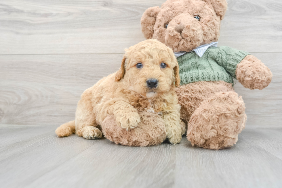 Best Mini Goldendoodle Baby