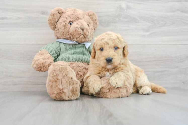 Little Golden Retriever Poodle Mix Puppy