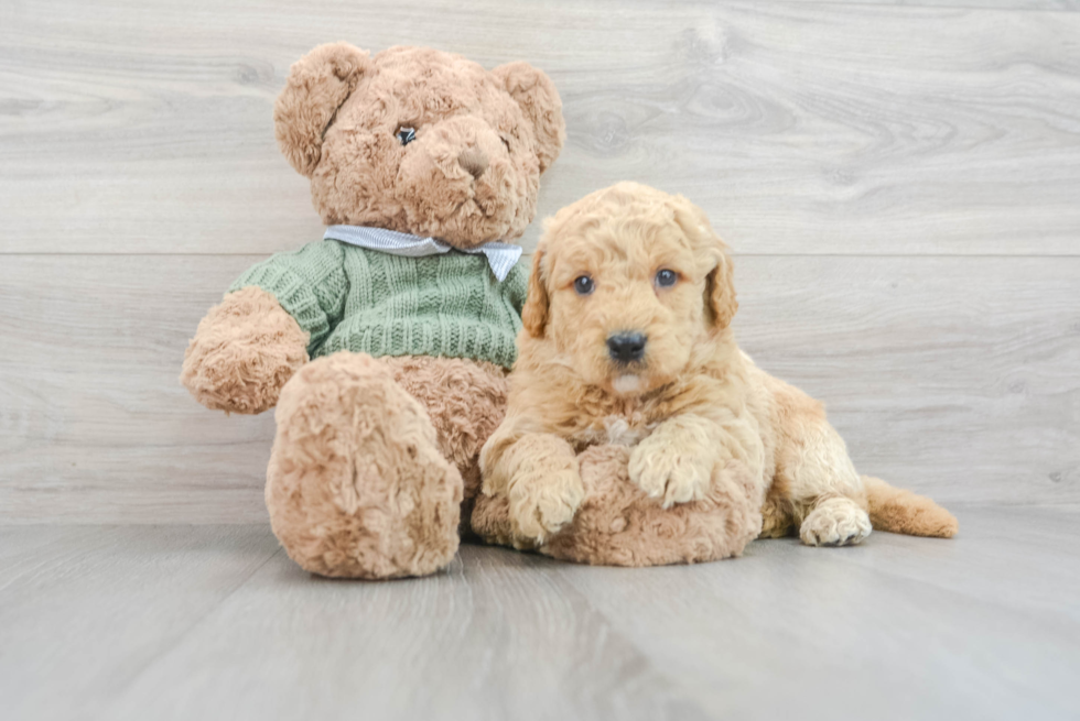 Little Golden Retriever Poodle Mix Puppy