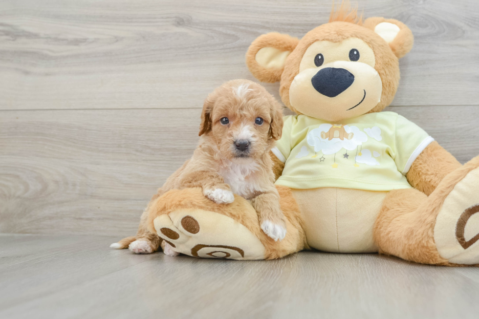 Petite Mini Goldendoodle Poodle Mix Pup