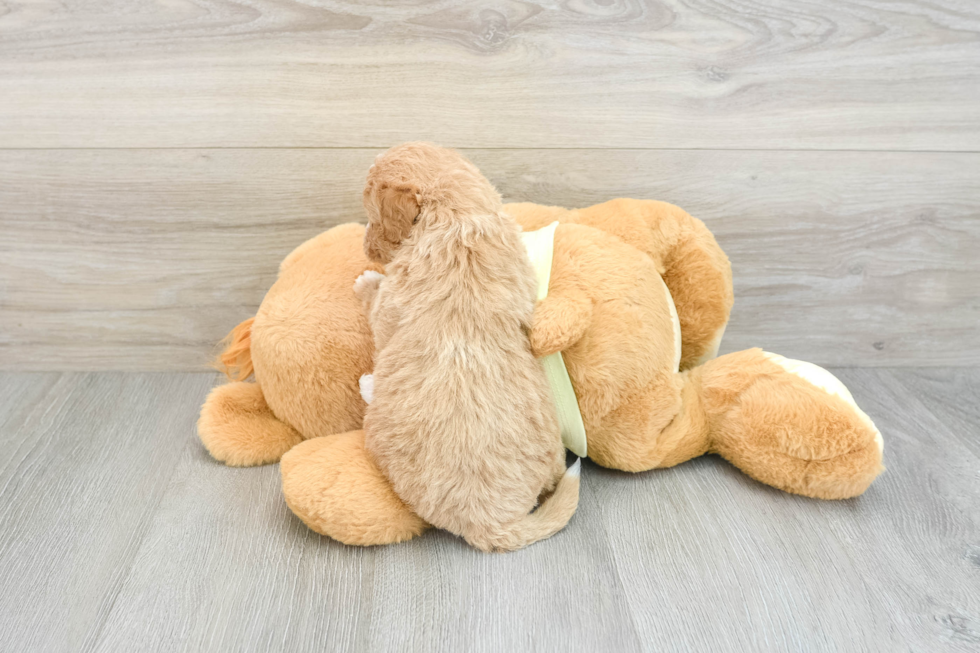 Little Mini Goldenpoo Poodle Mix Puppy