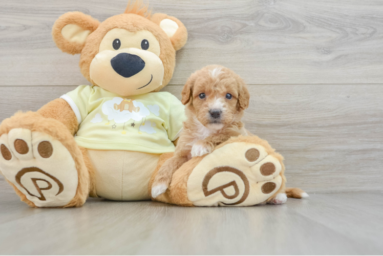Mini Goldendoodle Puppy for Adoption