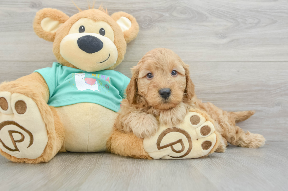 5 week old Mini Goldendoodle Puppy For Sale - Premier Pups