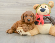 7 week old Mini Goldendoodle Puppy For Sale - Premier Pups