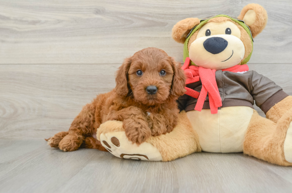 6 week old Mini Goldendoodle Puppy For Sale - Premier Pups