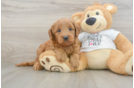 Little Mini Goldenpoo Poodle Mix Puppy