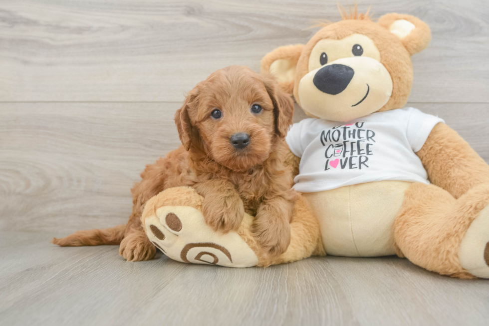 Little Mini Goldenpoo Poodle Mix Puppy