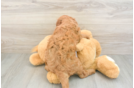 Little Mini Goldenpoo Poodle Mix Puppy