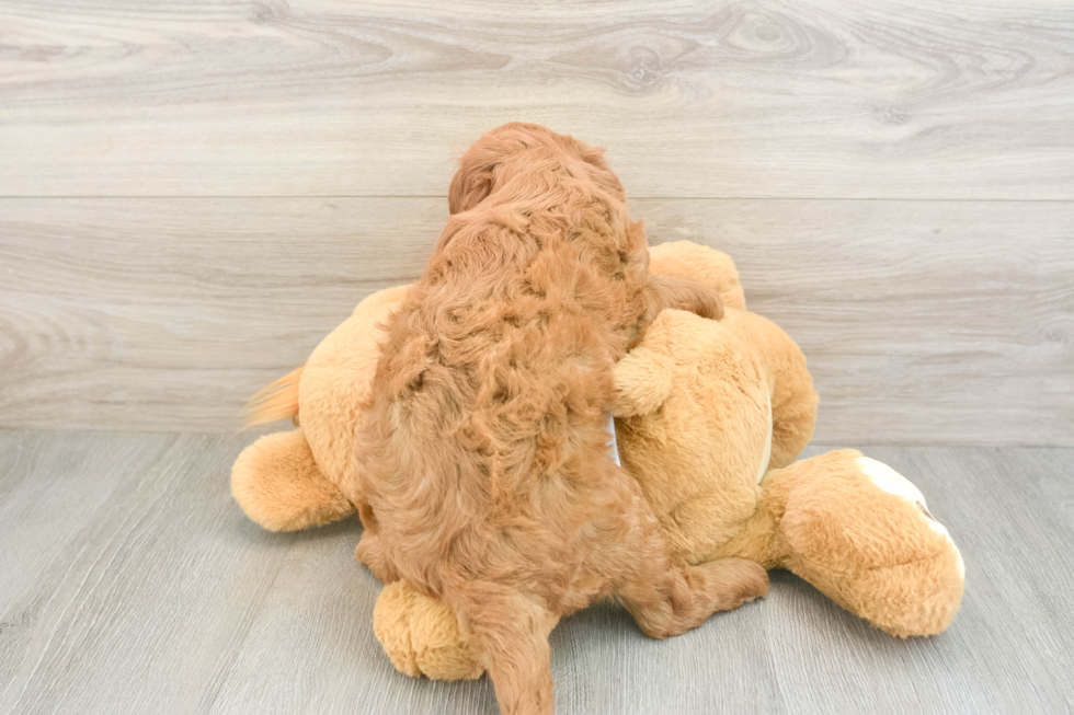 Little Mini Goldenpoo Poodle Mix Puppy