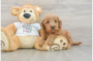 Mini Goldendoodle Pup Being Cute