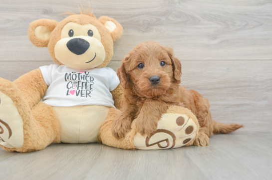 Mini Goldendoodle Pup Being Cute