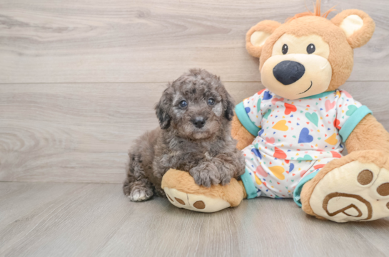 Petite Mini Goldendoodle Poodle Mix Pup